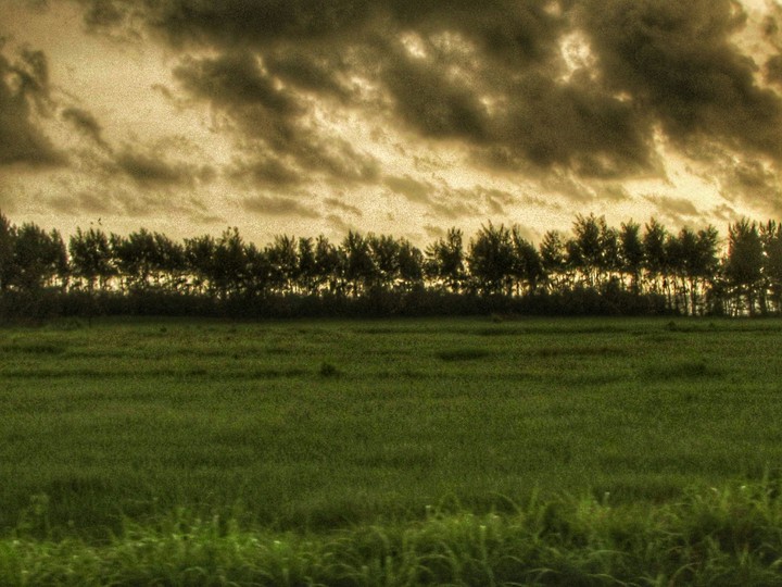 trees