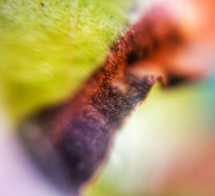 Dry Leaf