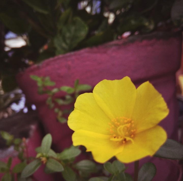 Flower