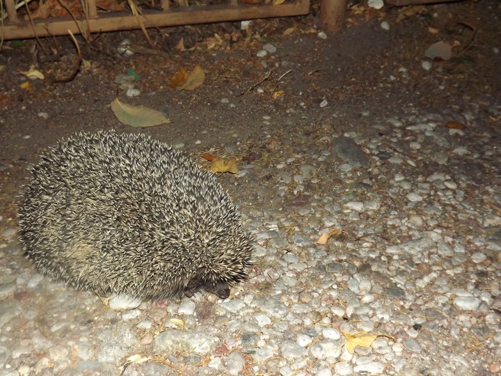 Old hedgehog