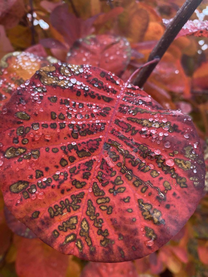 Fall