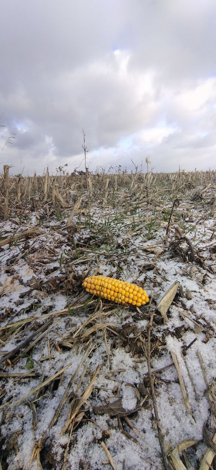 Corn