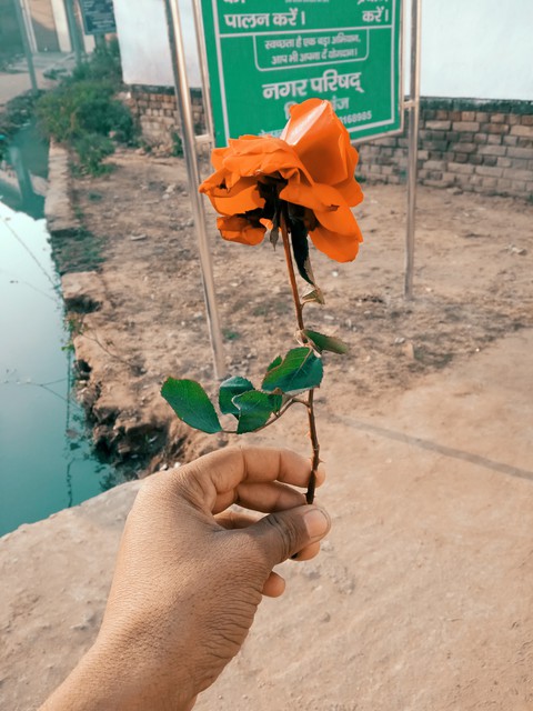 orange rose