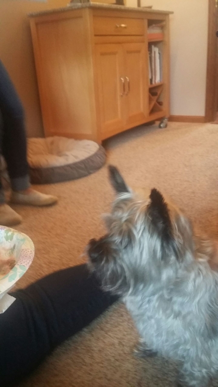 Puppy