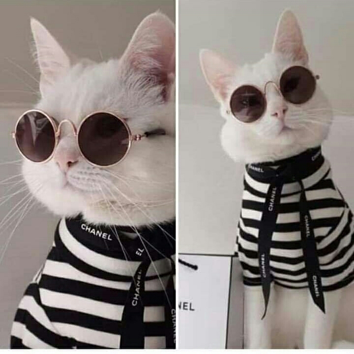 Fashion cat