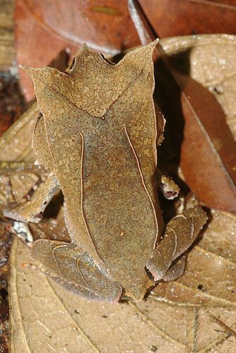 frog 01