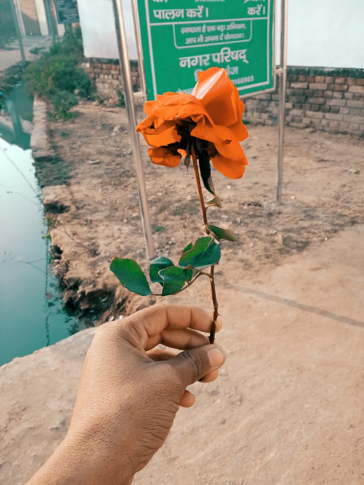 orange rose