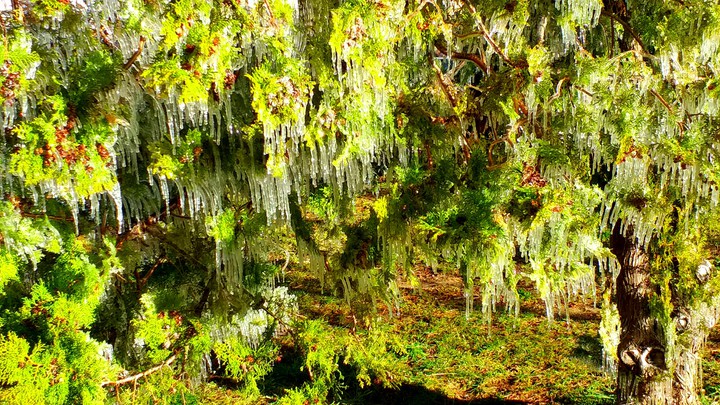 tree of ice