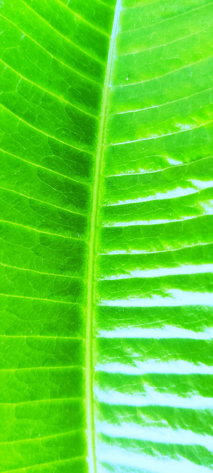 leaf