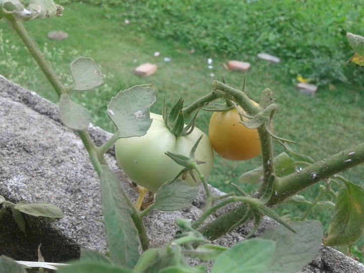 tomatos
