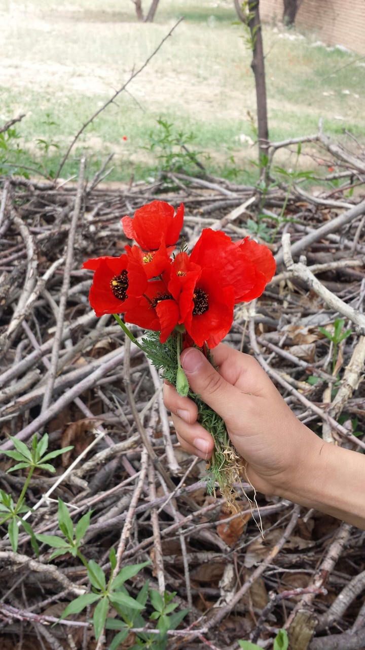 spring flower