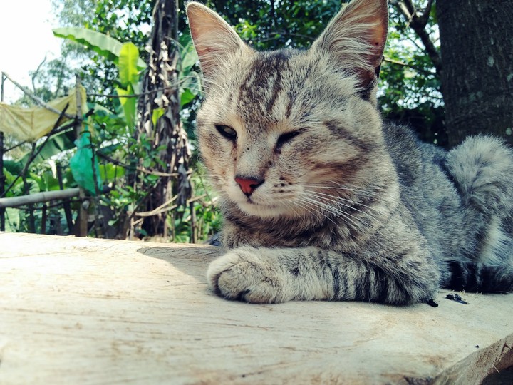 Cat