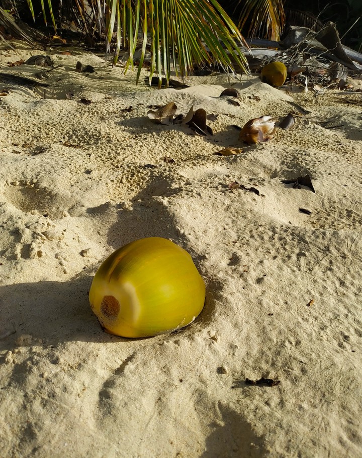 noix de coco