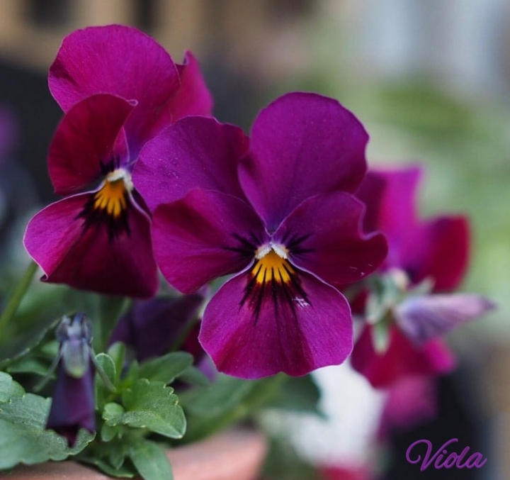 Viola