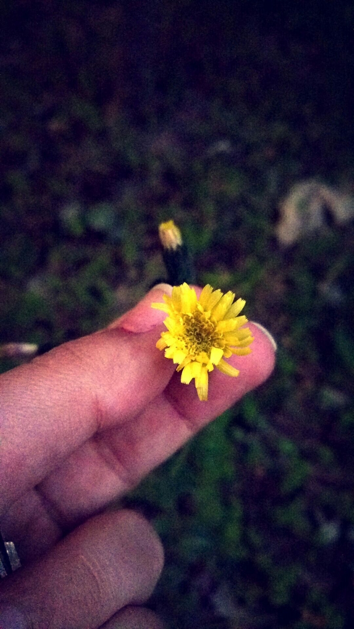 flower 