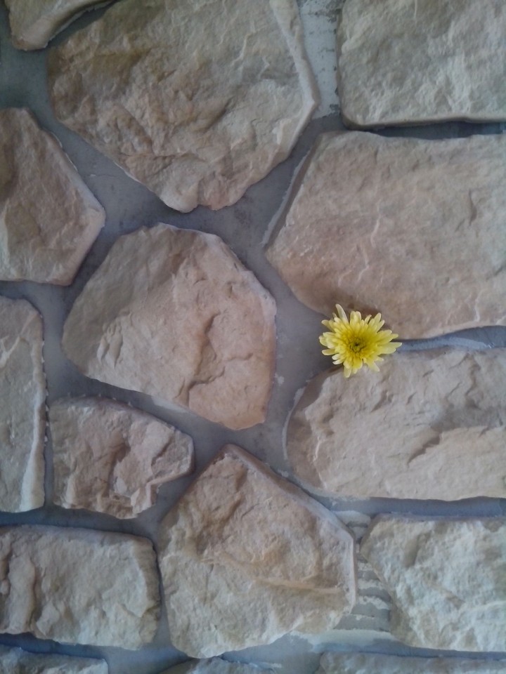 Flower in stones.