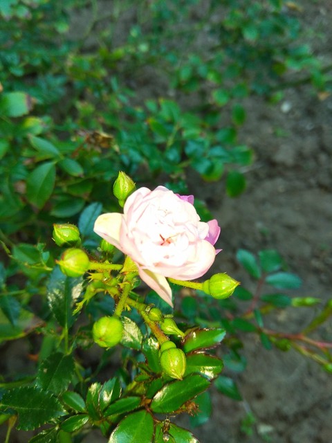 little rouse