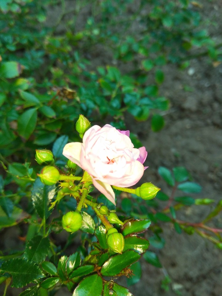 little rouse