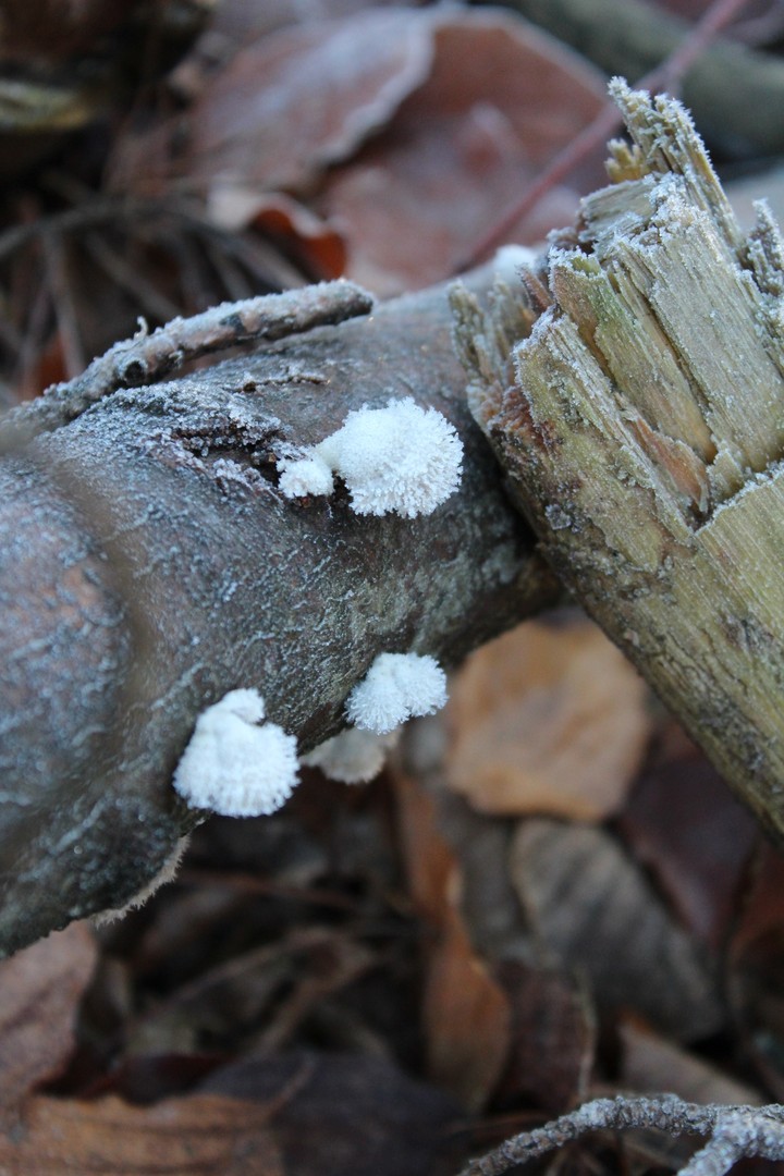 Erster Frost