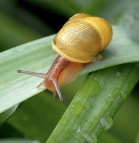 Close-up, Yellow Hintergrundbilder