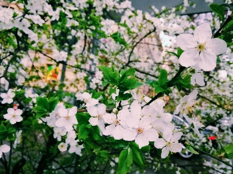 flowers