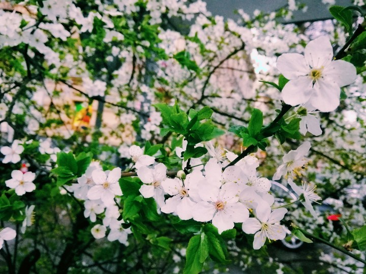 flowers