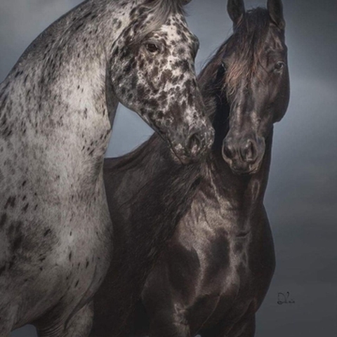 Animali
