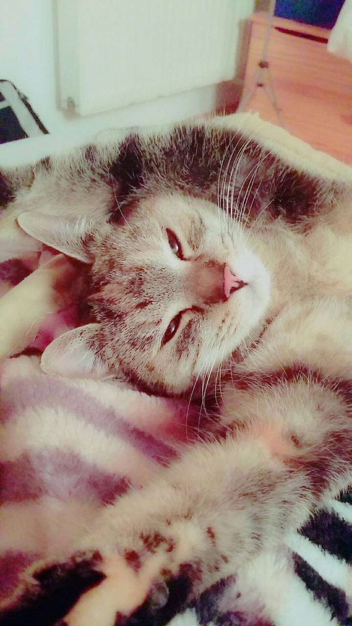 Sleepy cat