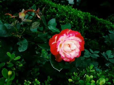 shrub, flower háttérképek