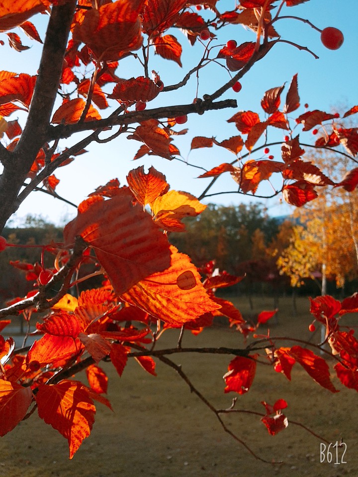 Autumn colors