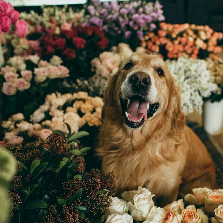 VK Dog