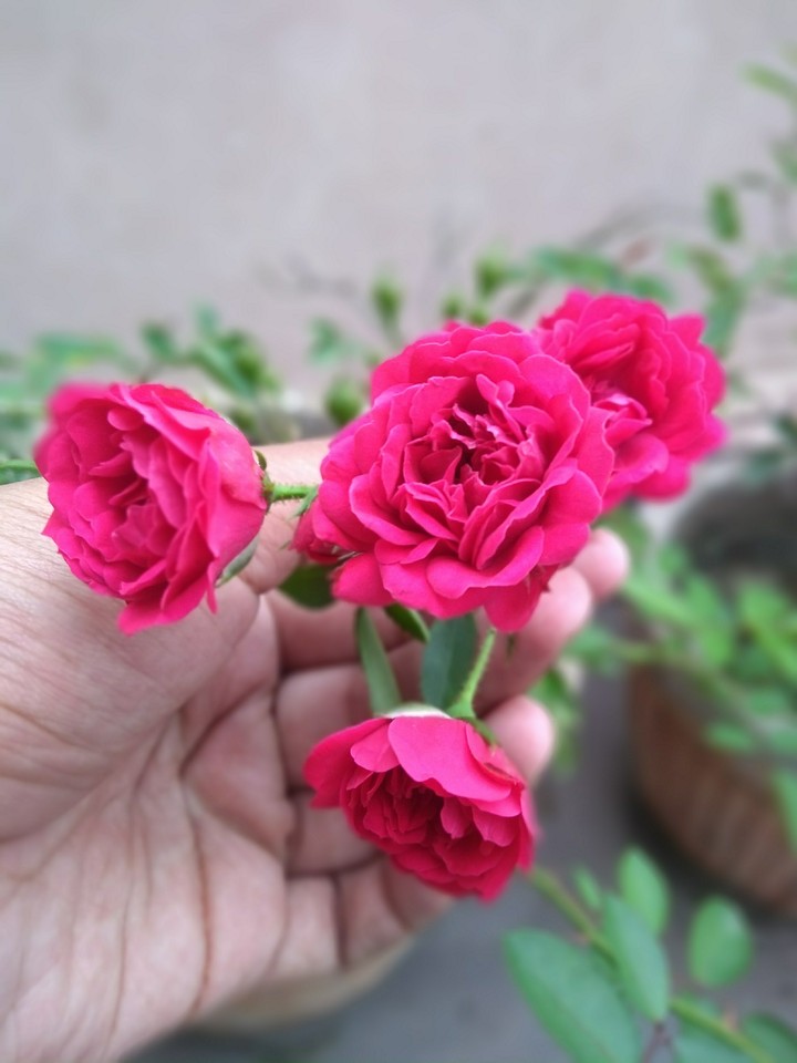 Rose love