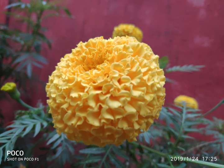 giant marigold?