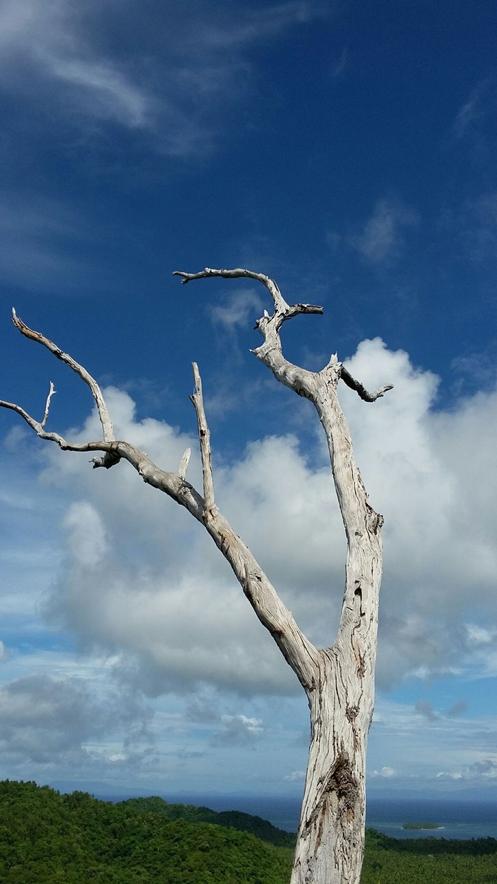 withered