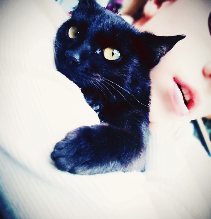 Кошак