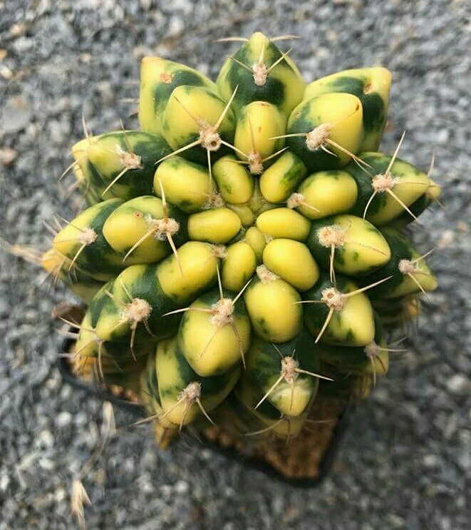 Cactus