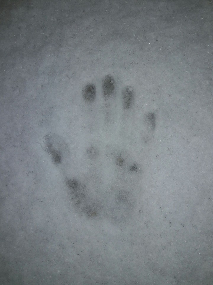 hand