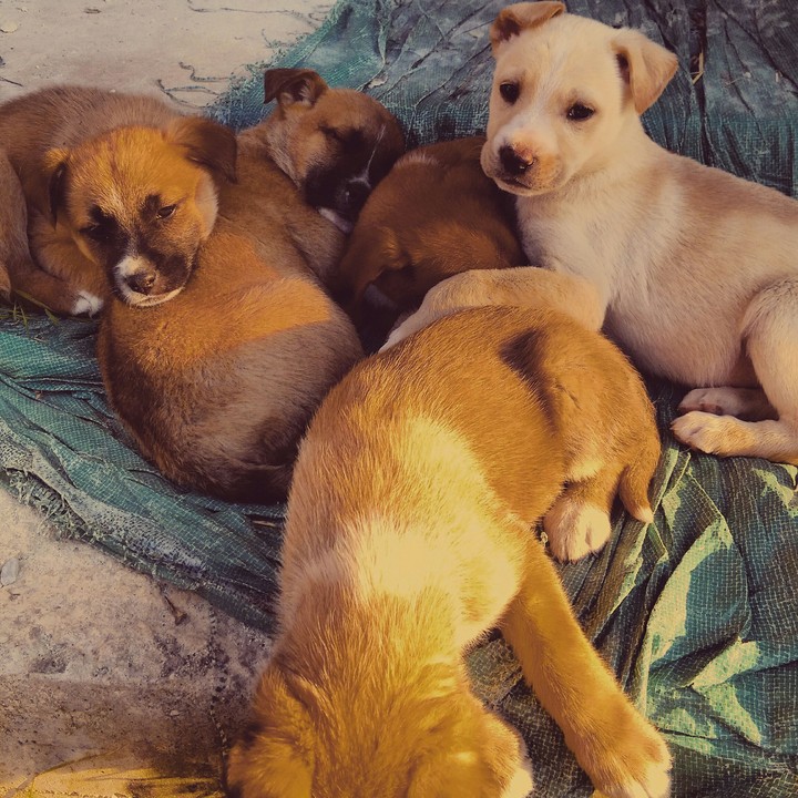 little dogs