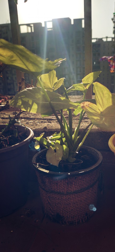 Late Afternoon