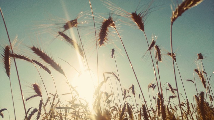 summer field