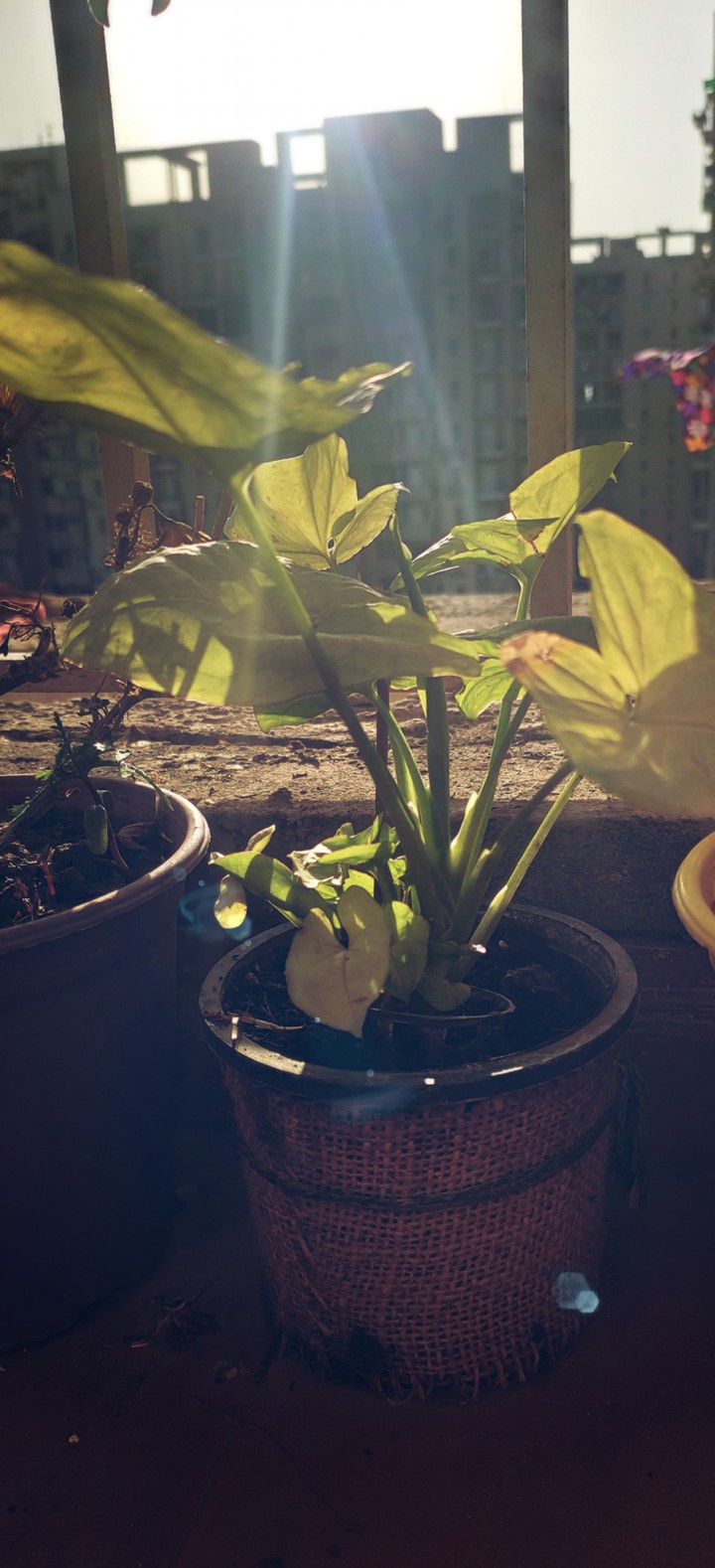 Late Afternoon
