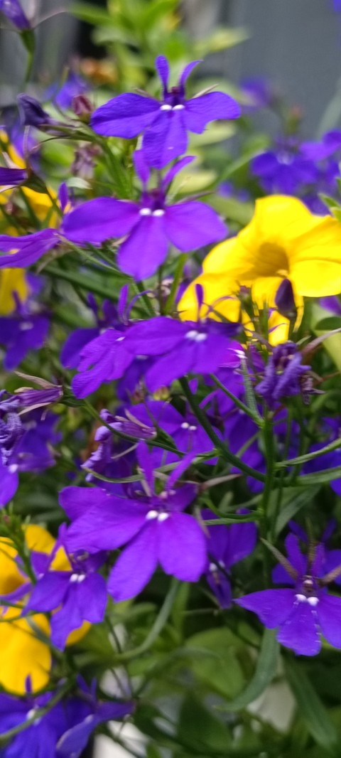 plant, flower वॉलपेपर