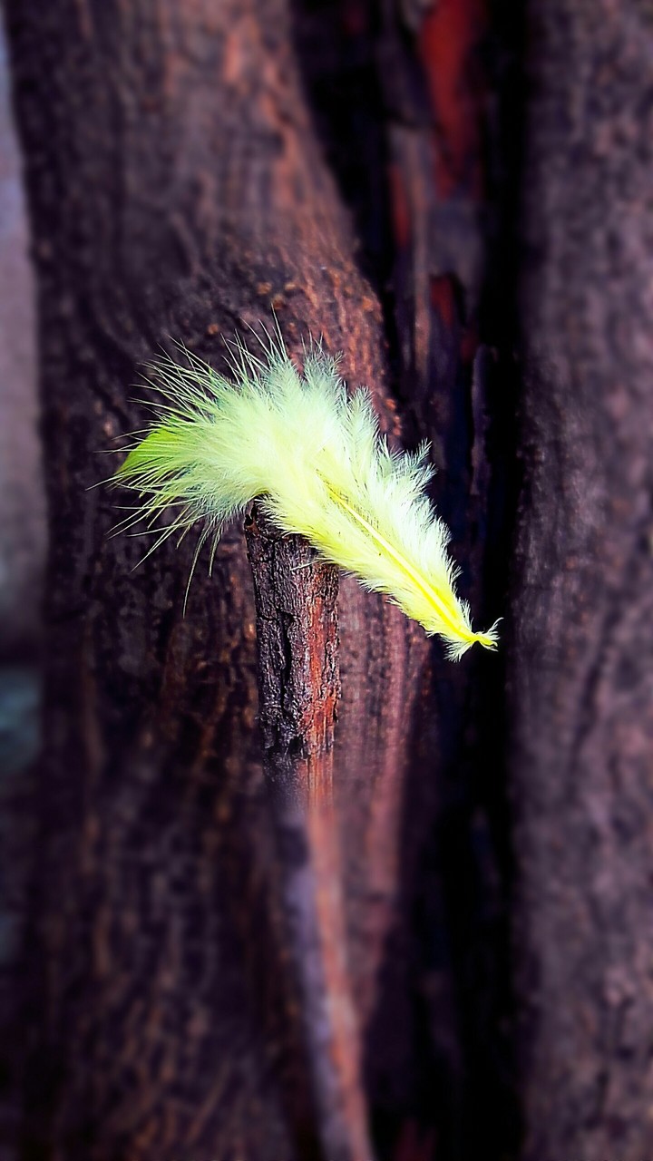 feather...