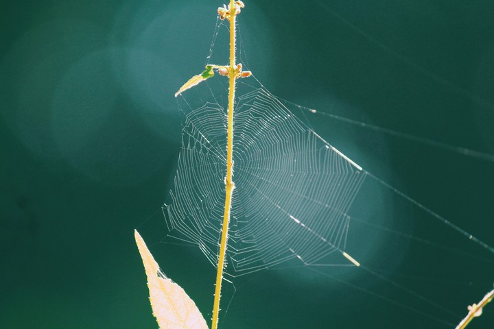 spyderweb