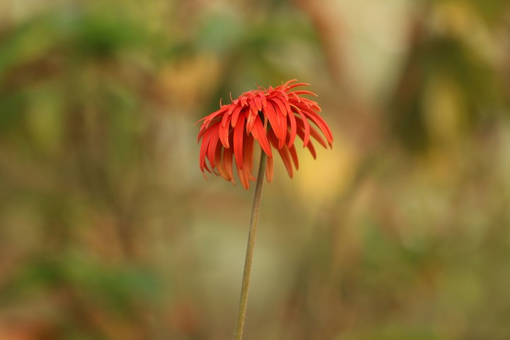 The Flower