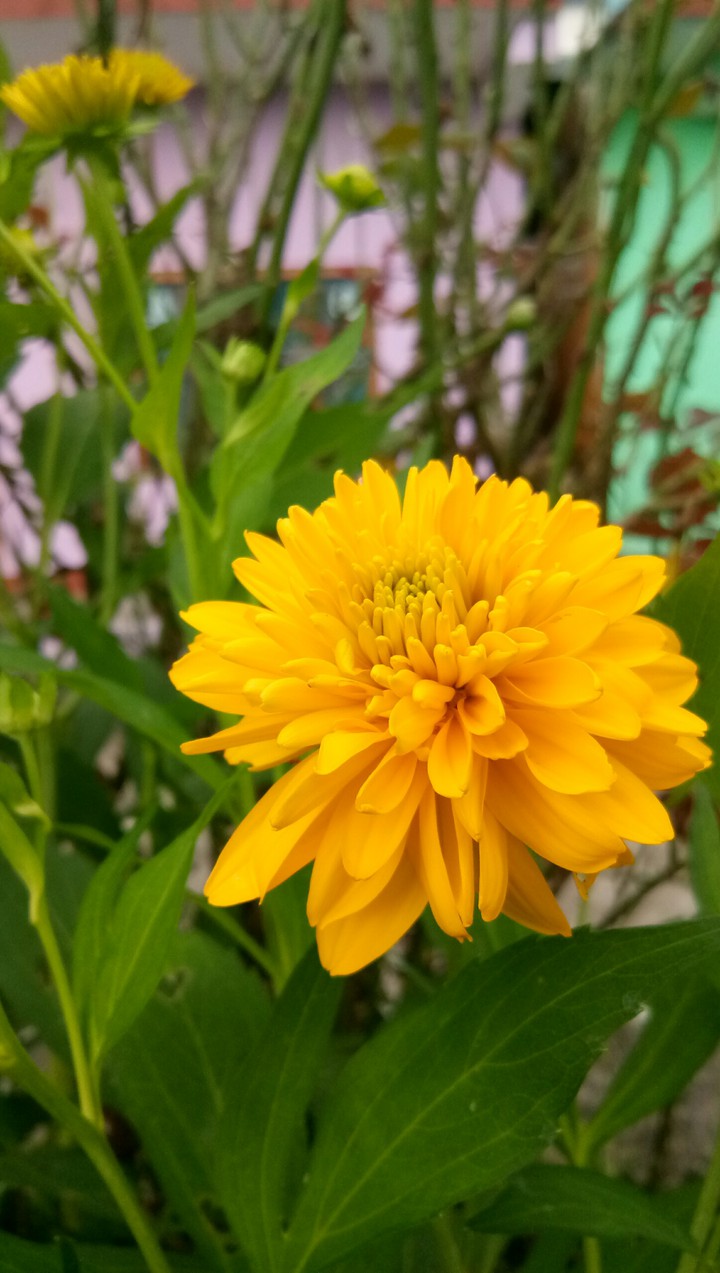 flower