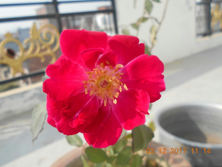 red rose