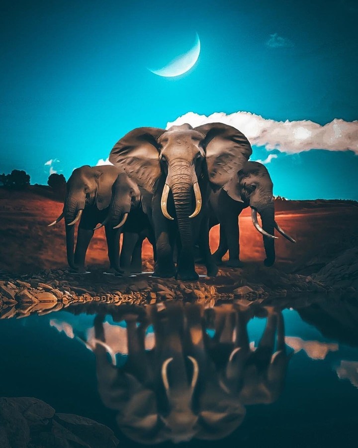 Wild Elephants