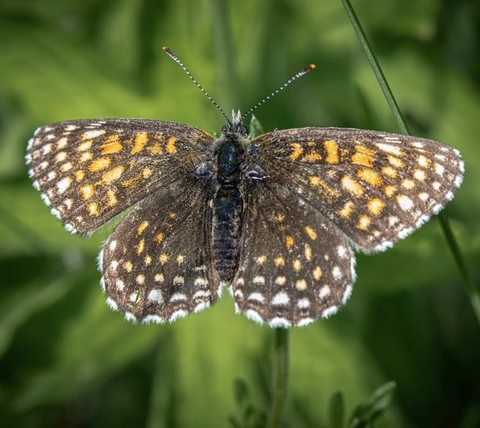sfondi boloria, arthropod