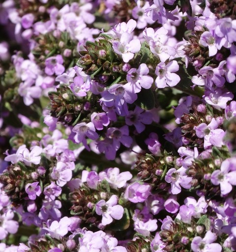sfondi flower, groundcover